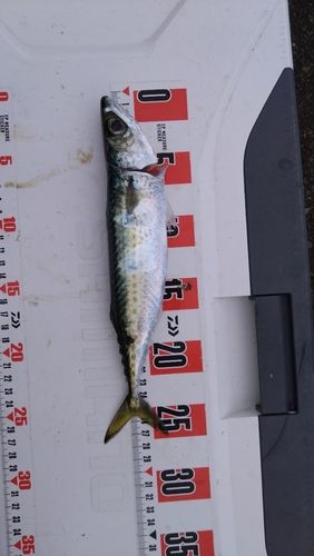 タチウオの釣果