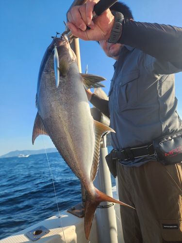 ヒレナガカンパチの釣果