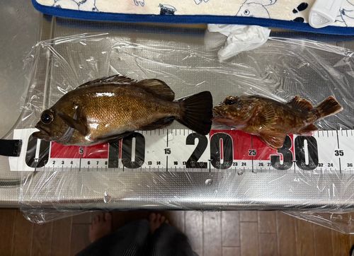 クロメバルの釣果