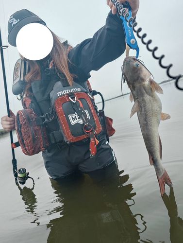 ナマズの釣果