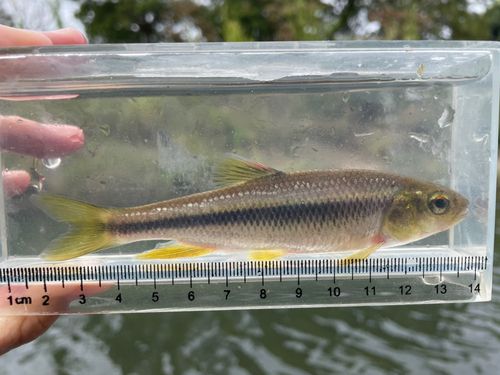 カワムツの釣果