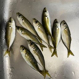 アジ