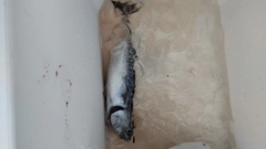 ソウダガツオの釣果