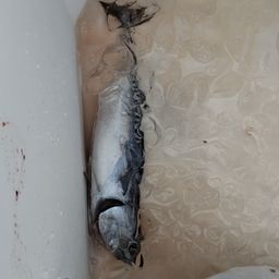 ソウダガツオ