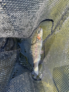 ニジマスの釣果