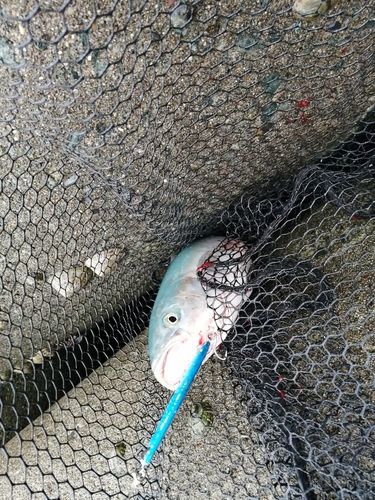 ワカシの釣果