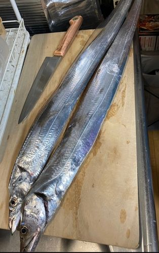 タチウオの釣果
