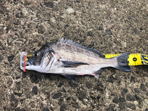 クロダイの釣果