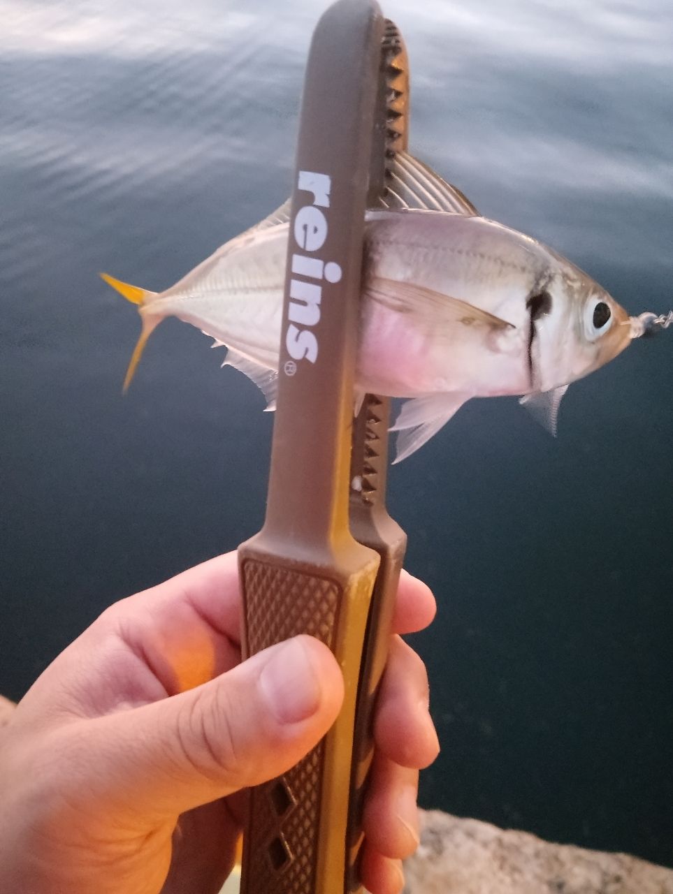 OLYMPIC 20コルトUX 20GCORUS-612L-HSの最安値・インプレ・釣果 | 本音