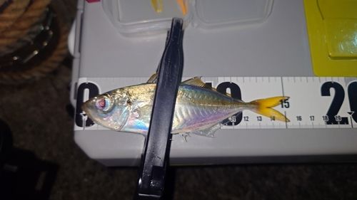 マアジの釣果