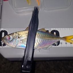 マアジ