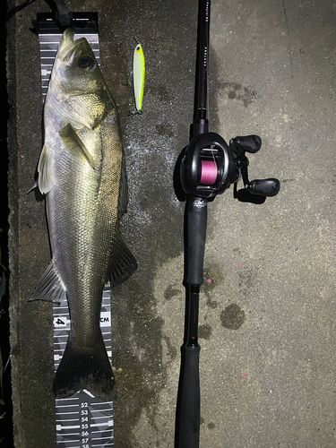 シーバスの釣果