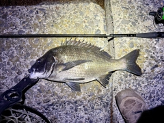 クロダイの釣果