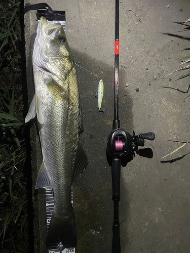 シーバスの釣果