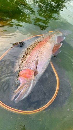 ニジマスの釣果
