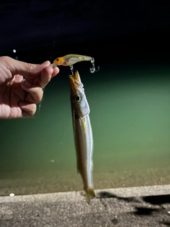 アカカマスの釣果