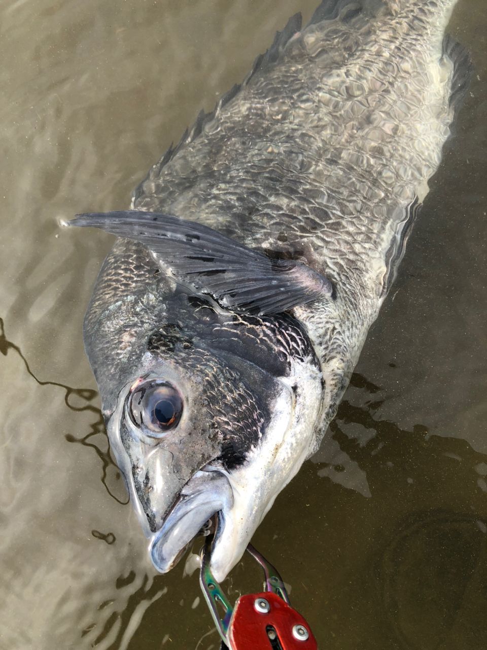 APIA フージン' AD METRO KNIGHT 86LXの最安値・インプレ・釣果