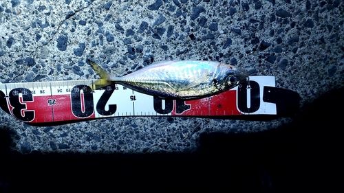 サバの釣果