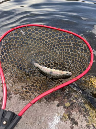 ニジマスの釣果