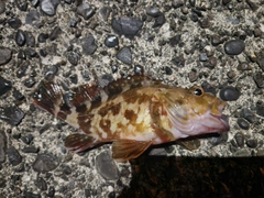 カサゴの釣果