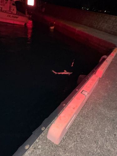 サメの釣果