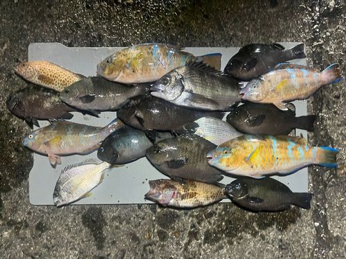 ヒブダイの釣果