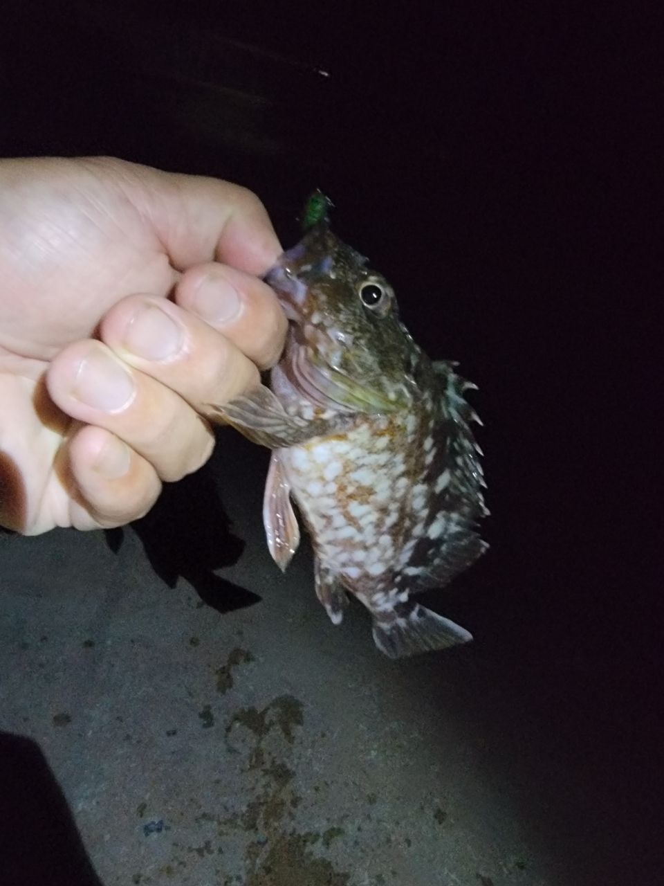 カサゴ