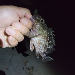カサゴ