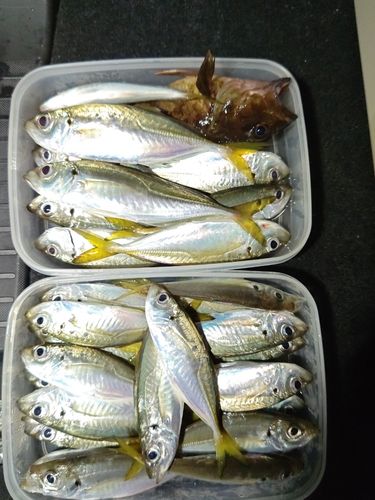 アジの釣果