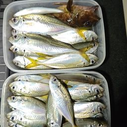 アジ