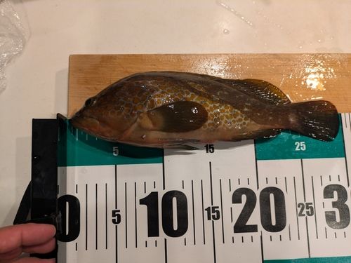 キジハタの釣果