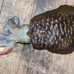 アオリイカ