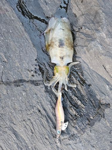 アオリイカの釣果