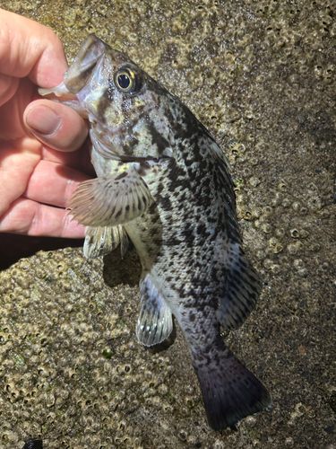 ソイの釣果