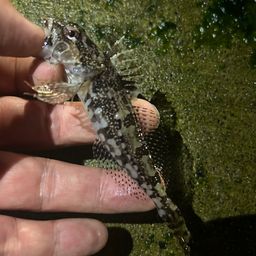 アナハゼ