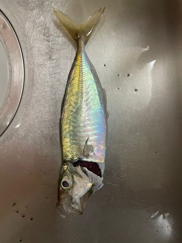 那珂湊港