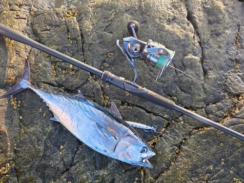 スマガツオの釣果