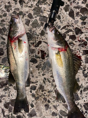 シーバスの釣果
