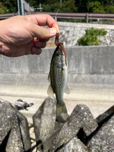 塩津湾