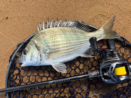 ミナミクロダイの釣果 - アングラーズ | 釣果600万件の魚釣り