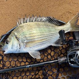 ミナミクロダイ