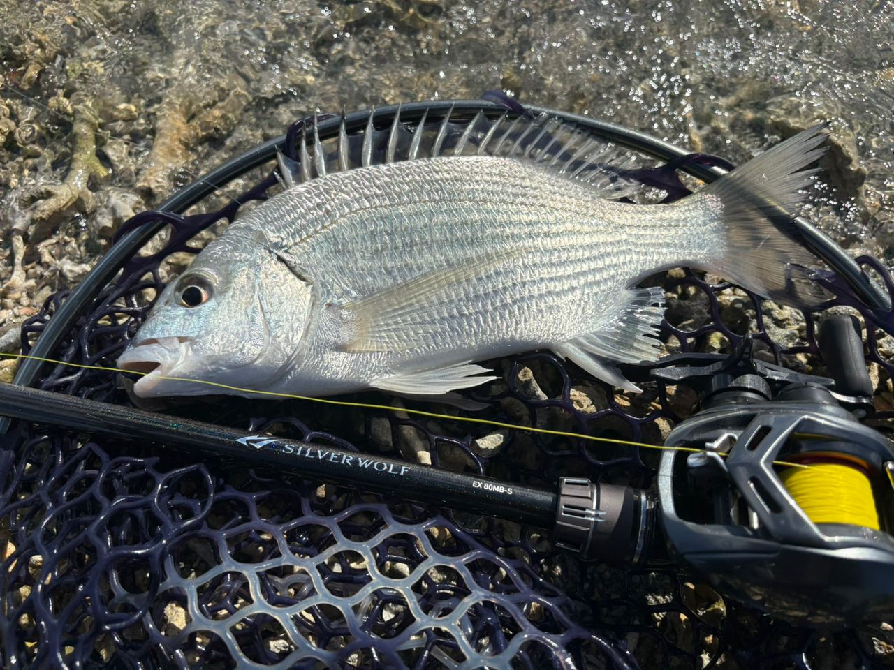 ミナミクロダイ