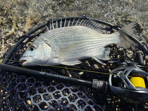 ミナミクロダイの釣果