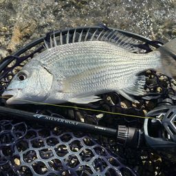 ミナミクロダイ