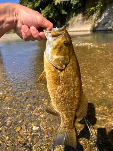 スモールマウスバスの釣果