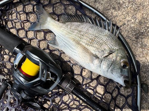 ミナミクロダイの釣果