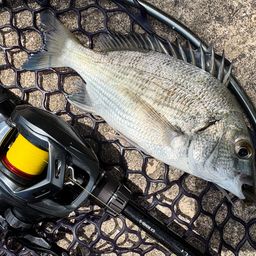 ミナミクロダイ