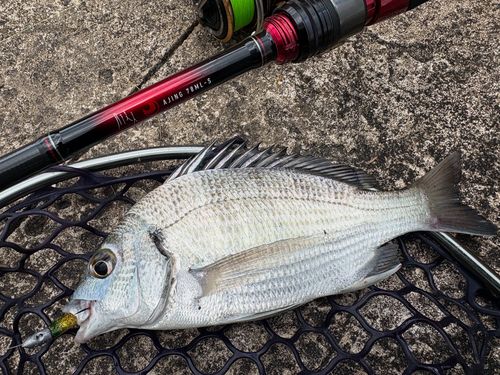 ミナミクロダイの釣果