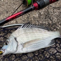 ミナミクロダイ