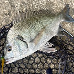 ミナミクロダイ